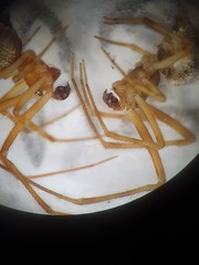 Parasteatoda tabulata