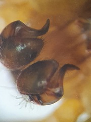 Parasteatoda tabulata