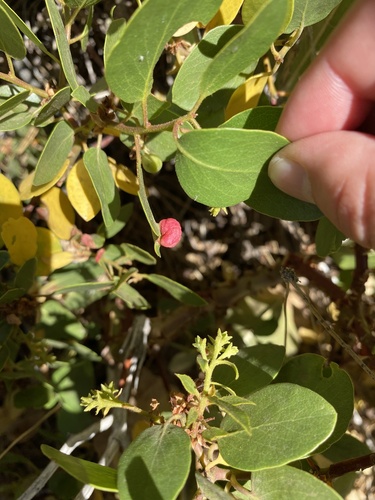 iNaturalist observation photo of Ericaceous Gall Aphids