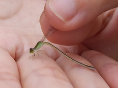Ischnura asiatica