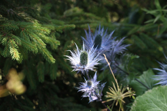 Eryngium alpinum