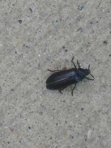 Cedar beetle (Sandalus petrophya) photo 2