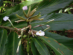 Alpinia arctiflora