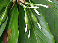 Alpinia arctiflora