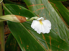 Alpinia arctiflora