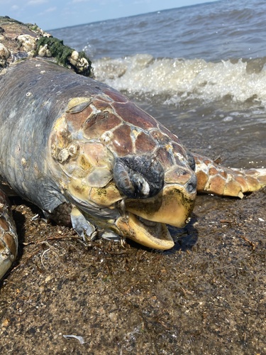Loggerhead Sea Turtle photographed in New Jersey
