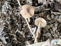 Inocybe cicatricata