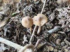 Inocybe cicatricata