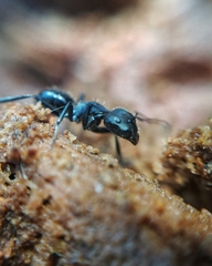 Camponotus distinguendus