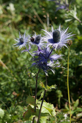 Eryngium alpinum