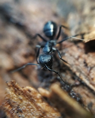 Camponotus distinguendus