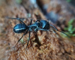 Camponotus distinguendus