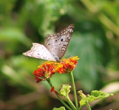 Anartia jatrophae