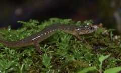 Desmognathus santeetlah