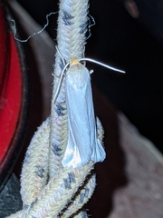 Coscinia chrysocephala