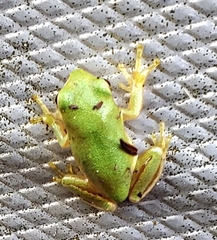 Hyla squirella