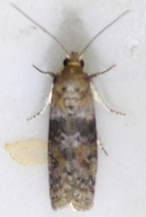 Sciota rubrisparsella