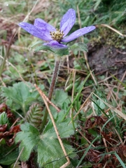 Anemonastrum obtusilobum