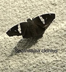 Spathilepia clonius