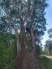 Beaucarnea recurvata