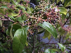 Viburnum propinquum