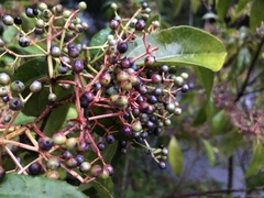 Viburnum propinquum