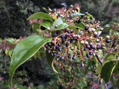 Viburnum propinquum