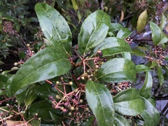 Viburnum propinquum