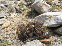 Eriogonum latens