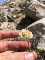 Eriogonum latens