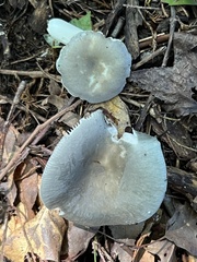 Russula modesta