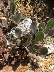 Eriogonum latens