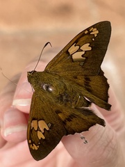 Nascus phocus