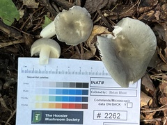 Russula modesta