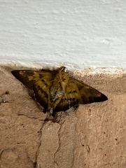 Nascus phocus