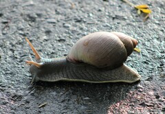 Megalobulimus oblongus