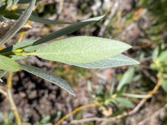 Salix orestera