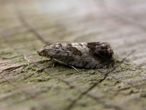 Marbled Piercer