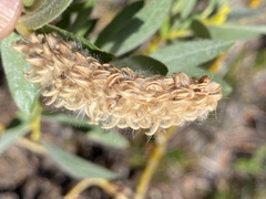 Salix orestera