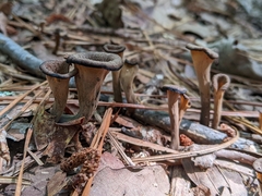 Craterellus fallax