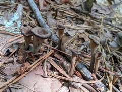 Craterellus fallax