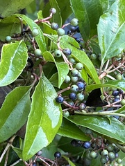 Viburnum propinquum