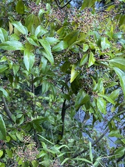 Viburnum propinquum