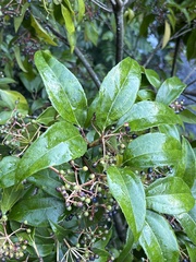 Viburnum propinquum
