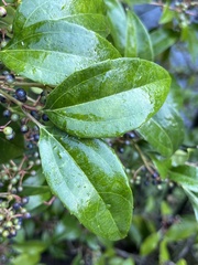 Viburnum propinquum