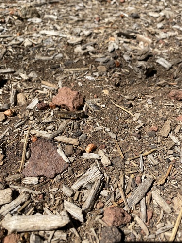 iNaturalist observation photo of Short-horned Grasshoppers