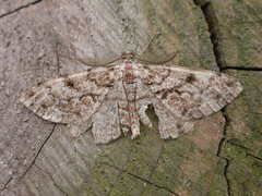 Peribatodes secundaria