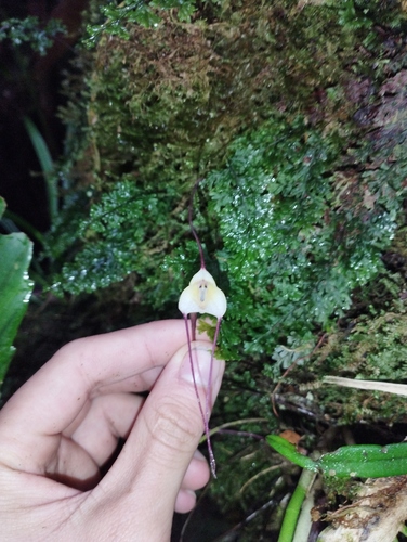 Dracula citrina Luer & R.Escobar 2