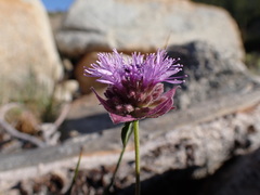 Monardella odoratissima glauca
