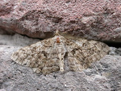 Peribatodes secundaria